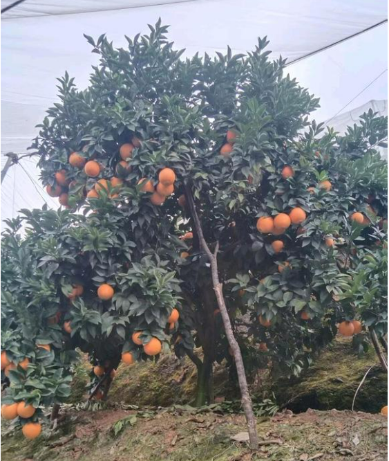 江西赣州寻乌的脐橙🍊、蜜橘🍊，咱家的赣南脐橙和寻乌蜜橘都是爸妈在自家果园防虫网棚