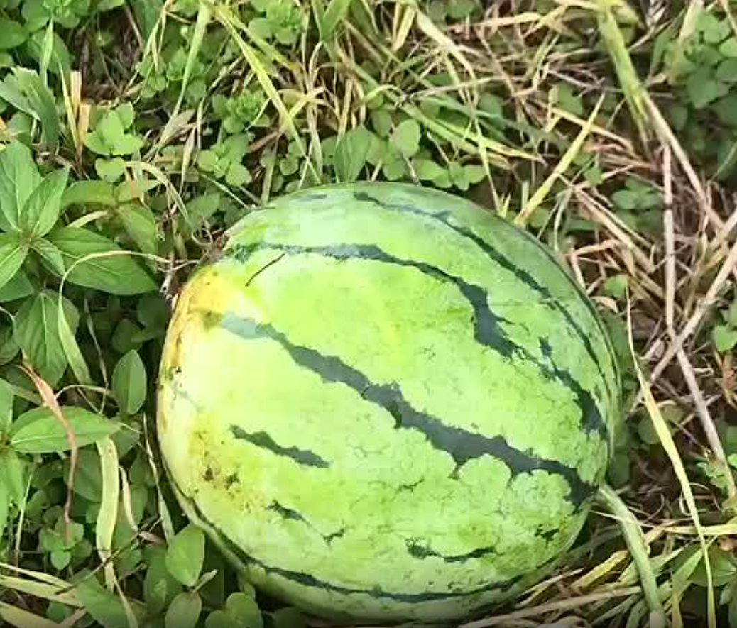 湖北精品大棚种植的无籽美都已成熟，果实不仅耐运输，而且糖分高，可代发全国。