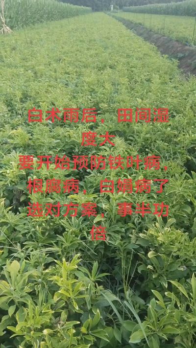 雨期过后白术病害要防治了
预防铁叶病，白娟病
现在也进入了膨大期
可以打膨大的