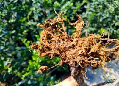 蓝莓根腐病镰刀菌致，根腐叶枯株萎，农化生防结合控病保产