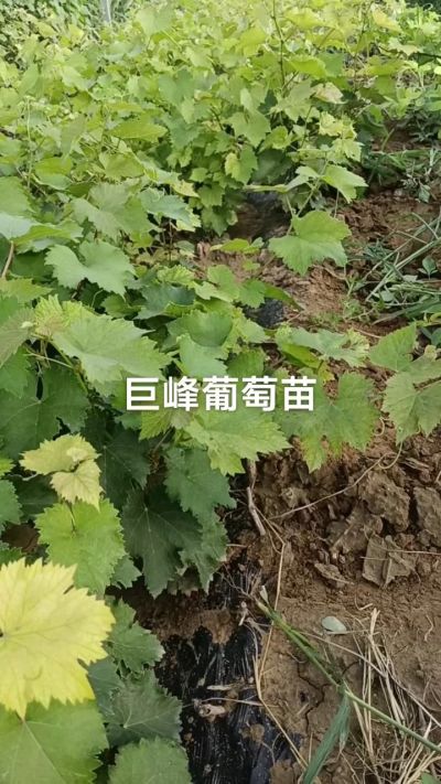 巨峰葡萄苗。一年扦插苗。需要联系。苗圃基地直销！需要联系18534302961