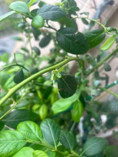 蓝莓白粉虱：从识别到防治的全指南