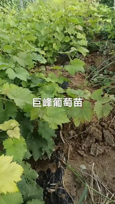 巨峰葡萄苗，优质种苗，一年扦插苗，需要联系18534302961