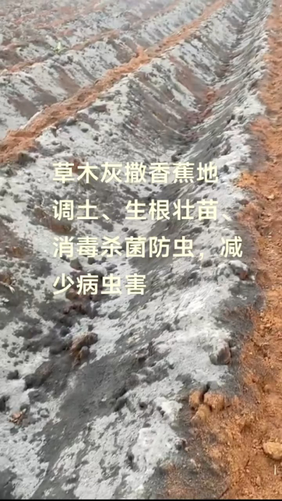 [太阳]纯植物草木灰源头厂家，草木灰广泛适用于各类农作物，是性价比很高的有机肥