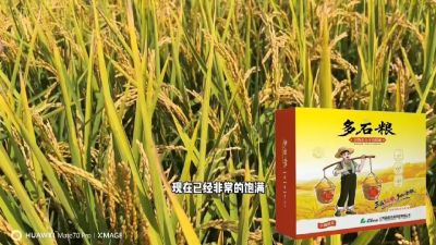 多石粮-谷物小分子有机酸，田间表现。
剑叶挺拔，灌浆饱，千粒重，上粮快。