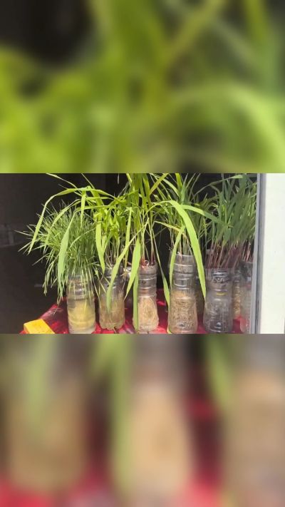 微生物菌剂，出厂前每克添加5亿微生物。最新实验生根育苗，保证不烧苗，促进毛细根增长，抑制病虫害，疏松土壤，保水保肥。近期需要用肥的老板提前联系，19331068337微信同步。