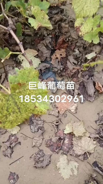 巨峰葡萄苗，一年扦插苗，苗圃基地直销！需要联系18534302961