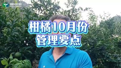 柑橘10月份管理要点#利民控股#走进田间