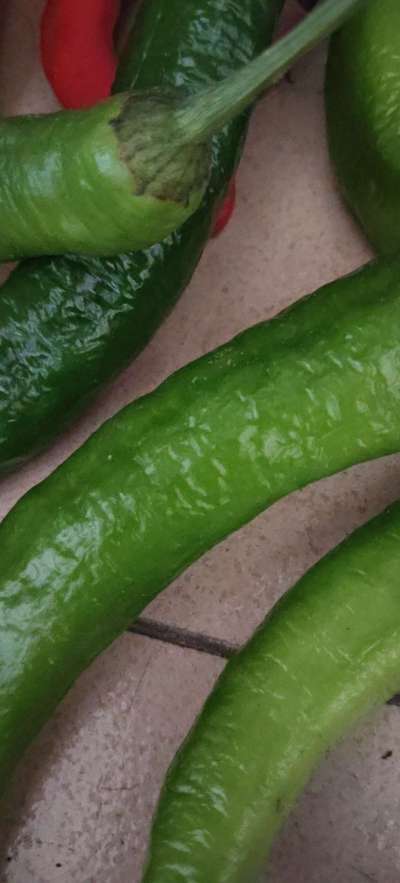 今年的辣椒又丰收了