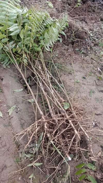 出售臭椿苗，巨峰葡萄苗。药用连翘苗，科研五号优质种苗，2/5年苗，药用连翘树，挂果树，全国包邮到家！财富密码18534302961