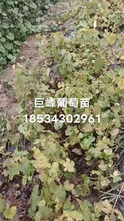 出售早熟巨峰葡萄苗。药用连翘苗，科研五号优质种苗，2/5年苗，药用连翘树，挂果树，全国包邮到家！财富密码18534302961
