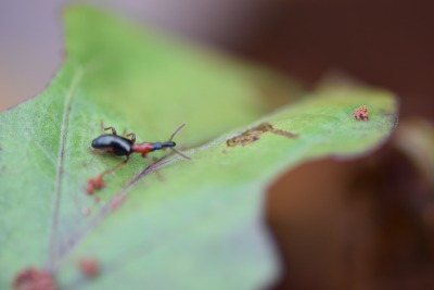 甘薯小象甲的危害与识别