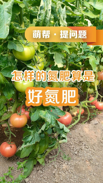 怎样的氮肥算是好氮肥