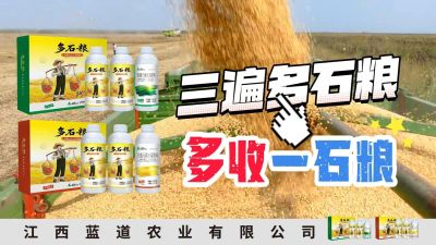 冬季种植，油菜，小麦，草莓等作物的，出现了除草剂药害，黄叶，僵苗，苗不长等问题，马上用多石粮，确保5天见到效果。