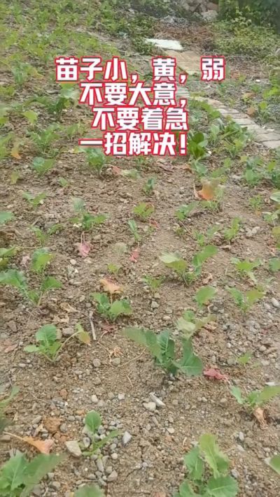 油菜苗子弱苗子小，就用多石粮，5天见效果。