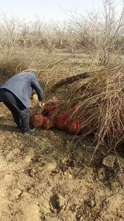出售药用连翘苗，科研五号优质种苗，2/5年苗，药用连翘树，挂果树，全国包邮到家！财富密码18534302961出售药用连翘苗，科研五号优质种苗，2/5年苗，药用连翘树，挂果树，全国包邮到家！财富密码1
