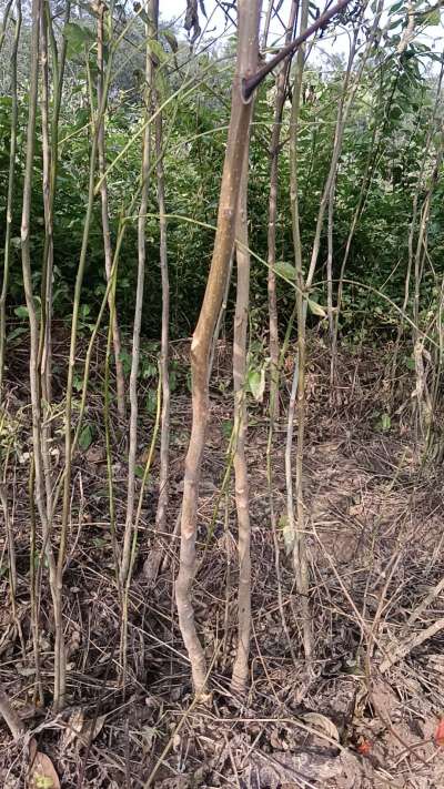 出售臭椿苗，巨峰葡萄苗。药用连翘苗，科研五号优质种苗，2/5年苗，药用连翘树，挂果树，全国包邮到家！财富密码18534302961