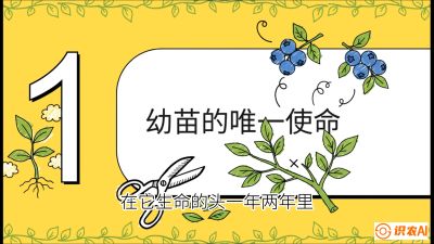 第6节：修剪决定产量（上）&mdash;&mdash;幼苗期与生长期修剪， 课程：《蓝莓&ldquo;高产&rdquo;实战课：从选苗到丰收的10个关键点》