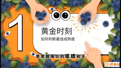 第10节：完美的&ldquo;果粉&rdquo;&mdash;&mdash;采摘时机与保鲜， 课程：《蓝莓&ldquo;高产&rdquo;实战课：从选苗到丰收的10个关键点》