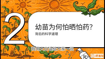 第02节：幼树管理&mdash;&mdash;&ldquo;防晒又防草，树势起得早&rdquo;，课程：《槟榔种植：从不懂到精通的10堂必修课》