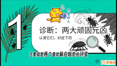 第06节：顽固虫害防治&mdash;&mdash;&ldquo;钻心虫与红蜘蛛，打准时间才服输&rdquo;《槟榔种植：从不懂到精通的10堂必修课》