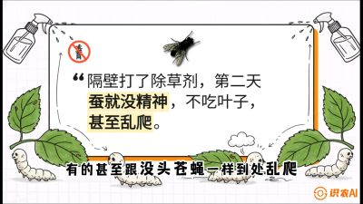 第05节：养蚕人的&ldquo;排雷战&rdquo;&mdash;&mdash;除草剂的生死禁忌，课程：《桑海淘金：桑树高产与蚕桑安全进阶实战课》