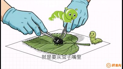 第07节：虫口夺叶（下）&mdash;&mdash;不得不打药时的&ldquo;解毒术&rdquo;，课程：《桑海淘金：桑树高产与蚕桑安全进阶实战课》