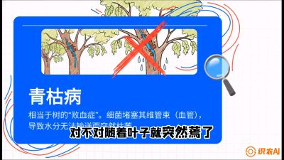 第08节：看不见的杀手&mdash;&mdash;青枯病与萎缩病，课程：《桑海淘金：桑树高产与蚕桑安全进阶实战课》