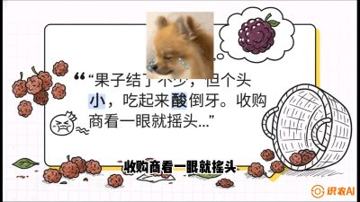 第10节：甜蜜的科学&mdash;&mdash;膨大、增甜与转色，课程：《桑海淘金：桑树高产与蚕桑安全进阶实战课》