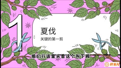 第11节：叶果双收&mdash;&mdash;特殊的夏伐与冬伐，课程：《桑海淘金：桑树高产与蚕桑安全进阶实战课》
