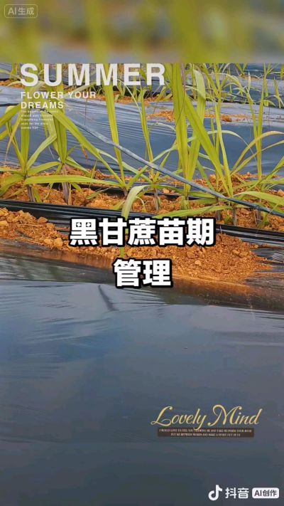 2025年11月份种下去的黑甘蔗苗