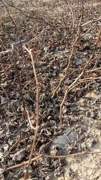 出售，巨峰葡萄苗。药用连翘苗，科研五号优质种苗，2/5年苗，药用连翘树，挂果树，全国包邮到家！财富密码18534302961