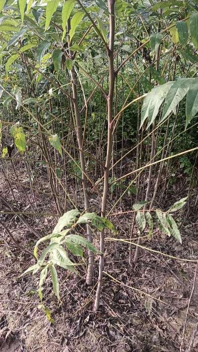 臭椿树苗，一年苗，需要联系我