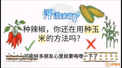 第1节：【品种定江山】工业辣椒vs小米辣：底肥公式与密度陷阱的&ldquo;百万生意经&rdquo;，课程：《辣椒种植实战特训营，从工业辣椒到精品小米辣，教你如何把&ldquo;草&rdquo;种成&ldquo;金&rdquo;》