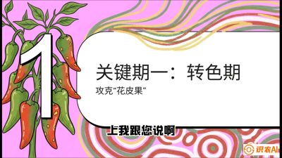 第8节：【小米辣线椒专场】颜值即正义！防花皮、防炭疽，打造收购商抢着要的&ldquo;精品果&rdquo;，课程：《辣椒种植实战特训营，从工业辣椒到精品小米辣，教你如何把&ldquo;草&rdquo;种成&ldquo;金&rdquo;》