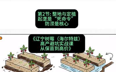 第二节： 整地与定植&mdash;&mdash;起垄是&ldquo;死命令&rdquo;，防涝是核心，课程：《辽宁树莓（海尔特兹）高产避坑实战课：从保苗到高价》