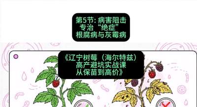 第五节： 病害阻击&mdash;&mdash;专治&ldquo;绝症&rdquo;根腐病与灰霉病，课程：《辽宁树莓（海尔特兹）高产避坑实战课：从保苗到高价》