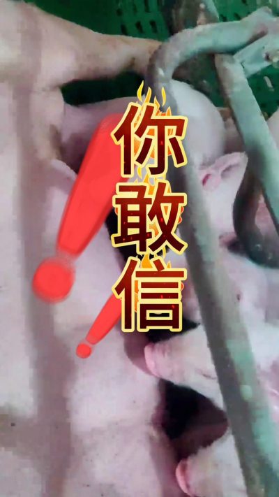 小猪抢不到奶，干瘦不长肉？成活率总上不去？😭
自从用上南商农科这款仔猪补奶机，再也没这烦恼！
✅ 一键设置下料参数，新手也能上手
✅ 恒温补奶，小猪抢着喝，长势超均匀
从车间精工组装到猪场落地使用，每