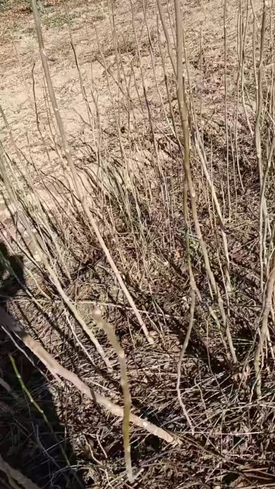 出售臭椿苗，巨峰葡萄苗。药用连翘苗，科研五号优质种苗，2/5年苗，药用连翘树，挂果树，全国包邮到家！财富密码18534302961