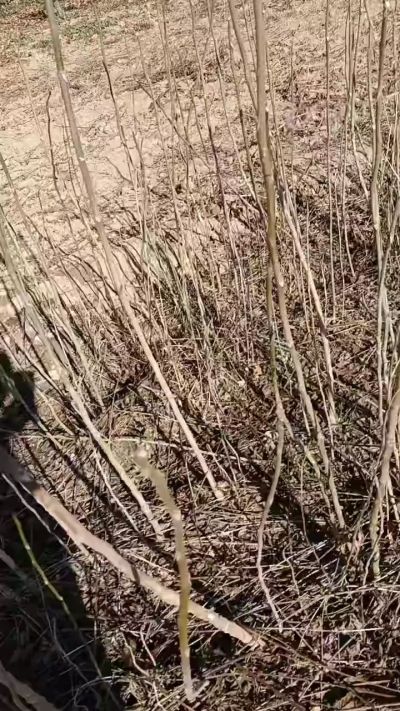 出售臭椿苗，巨峰葡萄苗。药用连翘苗，科研五号优质种苗，2/5年苗，药用连翘树，挂果树，全国包邮到家！财富密码18534302961