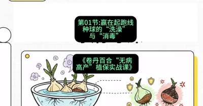 第01节：赢在起跑线&mdash;&mdash;种球的&ldquo;洗澡&rdquo;与&ldquo;消毒&rdquo;，课程：《卷丹百合&ldquo;无病高产&rdquo;植保实战课》#识农AI
