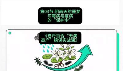 第03节：阴雨天的噩梦&mdash;&mdash;灰霉病与疫病的&ldquo;保护伞&rdquo;，课程：《卷丹百合&ldquo;无病高产&rdquo;植保实战课》#识农AI