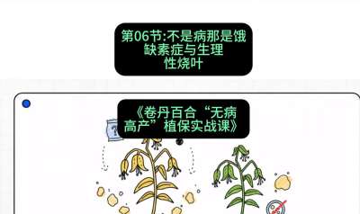 第06节：不是病那是饿&mdash;&mdash;缺素症与生理性烧叶 ，课程：《卷丹百合&ldquo;无病高产&rdquo;植保实战课》#识农AI