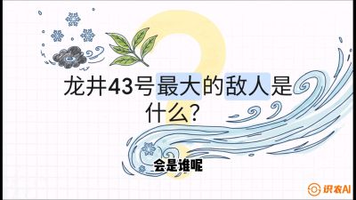 第04节：龙井双璧&mdash;&mdash;龙井43与群体种的差异化护养（重点），课程：《茗茶卫士&mdash;&mdash;茶叶病虫害绿色防控实战课》#识农AI