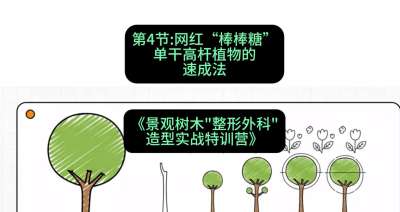 第04节：网红&ldquo;棒棒糖&rdquo;&mdash;&mdash;单干高杆植物的速成法，课程：《景观树木&ldquo;整形外科&rdquo;造型实战特训营》#识农AI