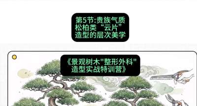 第05节：贵族气质&mdash;&mdash;松柏类&ldquo;云片&rdquo;造型的层次美学，课程：《景观树木&ldquo;整形外科&rdquo;造型实战特训营》#识农AI
