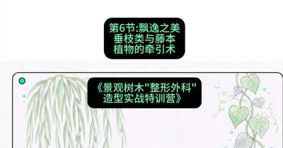 第06节：飘逸之美&mdash;&mdash;垂枝类与藤本植物的牵引术，课程：《景观树木&ldquo;整形外科&rdquo;造型实战特训营》#识农AI