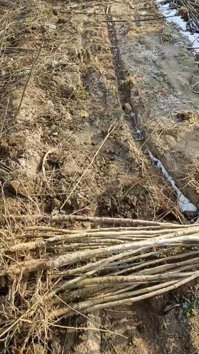 出售臭椿苗，巨峰葡萄苗。药用连翘苗，科研五号优质种苗，2/5年苗，药用连翘树，挂果树，全国包邮到家！财富密码18534302961