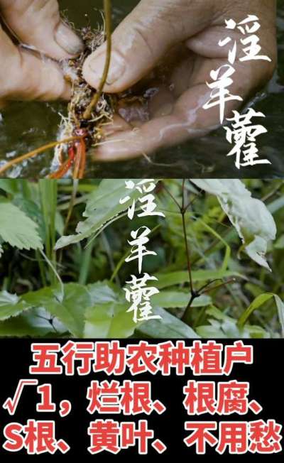 177，1907，0725，V 同号
1  老乡们！种淫羊藿不用乱买肥，咱这款专用肥，针对淫羊藿习性配的，壮苗防烂根，采收多卖钱，用过都回头！
2  咱种淫羊藿图的就是省心高产！专用肥薄肥勤施，苗不烧