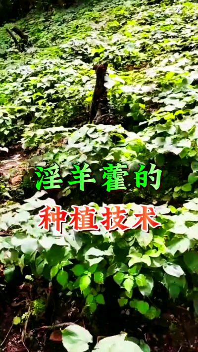 揭秘&ldquo;仙草&rdquo;淫羊藿的种植密码！耐严寒耐贫瘠，林下套种不占耕地，管理简单还能套种其他作物，一亩地的投入两亩地的收益～ 想返乡创业的赶紧码住！ #淫羊藿种植技术 #返乡创业项目 #药材种植指南 #农业新风